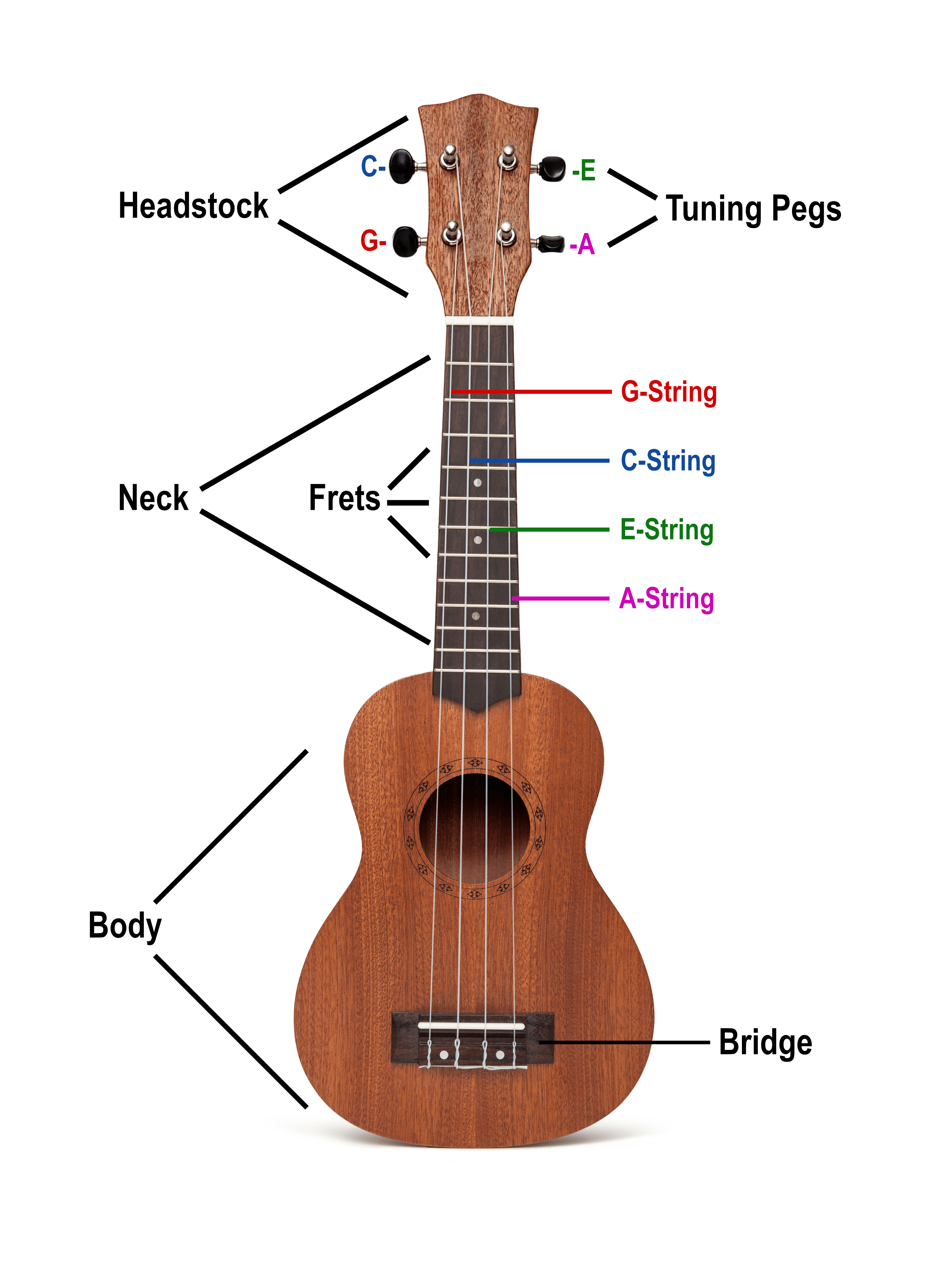 labeled ukulele parts and strings